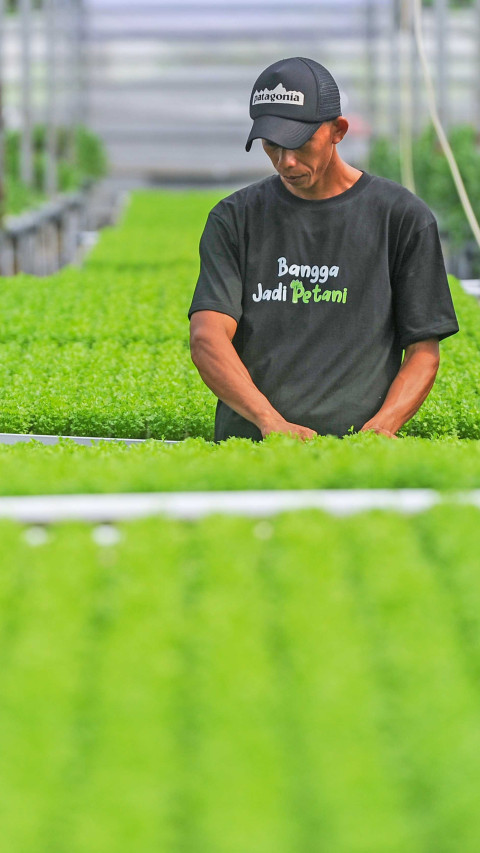 Sentra Hidroponik Seledri Banten