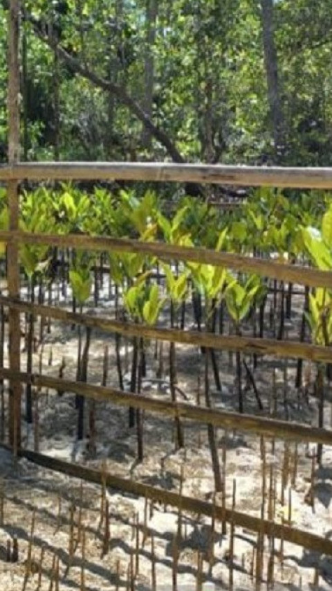 Atasi Abrasi Bibir Pantai, Pemerintah Kabupaten Kotabaru Tanam 26.000 Bibit Mangrove 