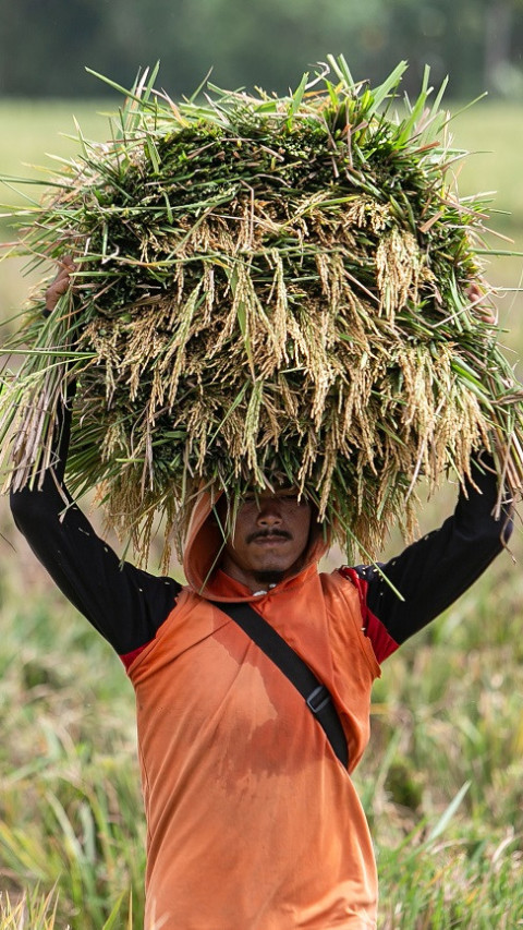Bulog Ditargetkan Serap Dua Juta Ton Beras Hingga April 2025