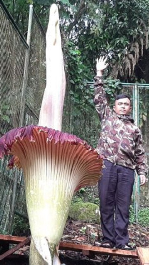 Ayo ke Cibodas Mumpung Bunga Bangkai Lagi Mekar