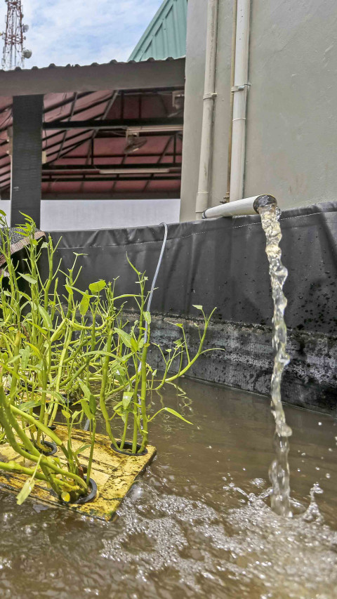 Budi Daya Sayur dan Ikan