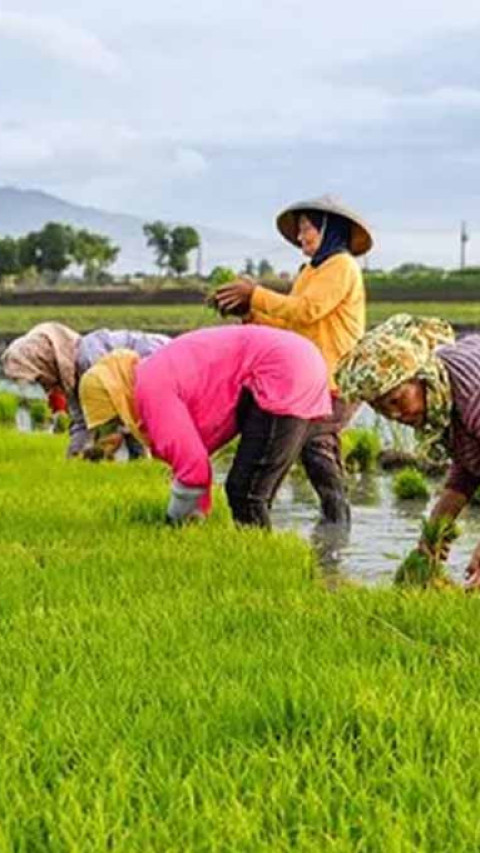 Dukung Program Swasembada Pangan, Mendiktisaintek Dorong Kampus Lakukan Riset untuk Kemandirian Pangan