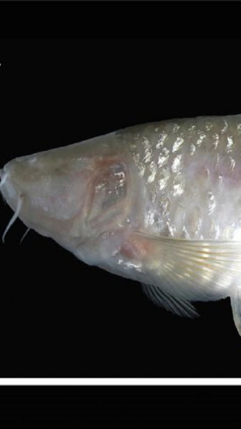Unik, Spesies Ikan Gua Buta Baru Ditemukan di Kawasan Karst Klapanunggal, Bogor