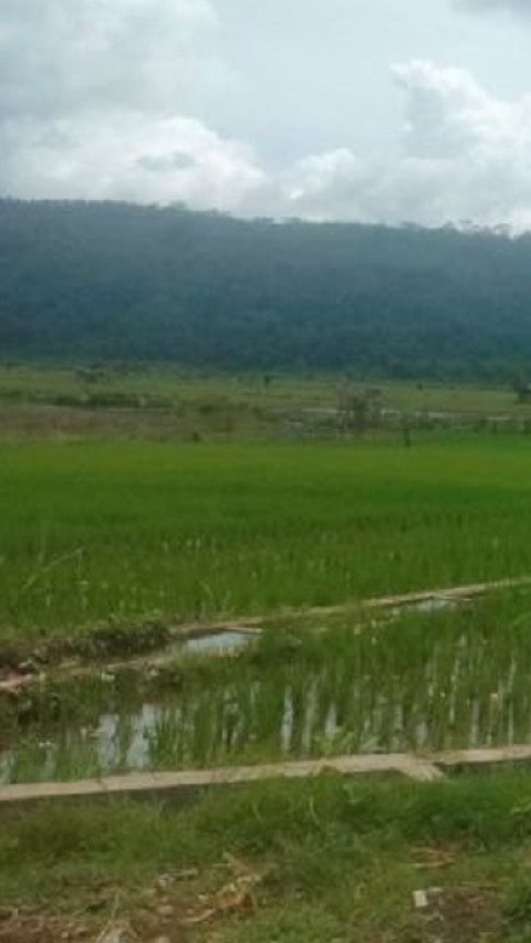 Puluhan Hektare Sawah di Rejang Lebong Terdampak Banjir