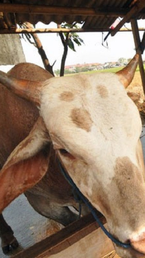 Genjot Produksi Susu Segar, Ribuan Bibit Sapi Perah Tiba dari Australia