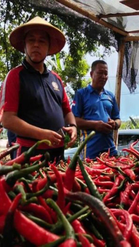 Bakamla Panen Cabai Dukung Ketahanan Pangan di Minahasa