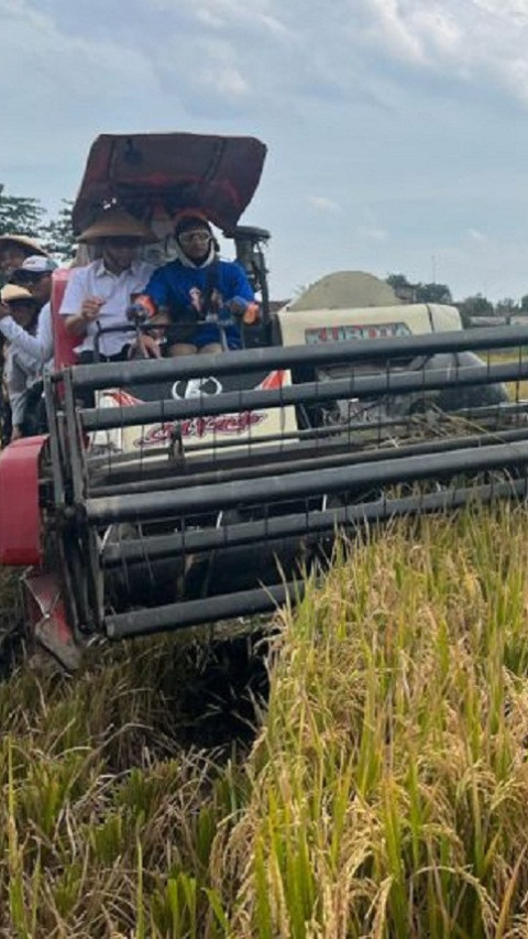 Tak Asal Serap, Pemda Diminta Turun Tangan, Bapanas Ingin Kualitas Gabah Bulog Terjaga