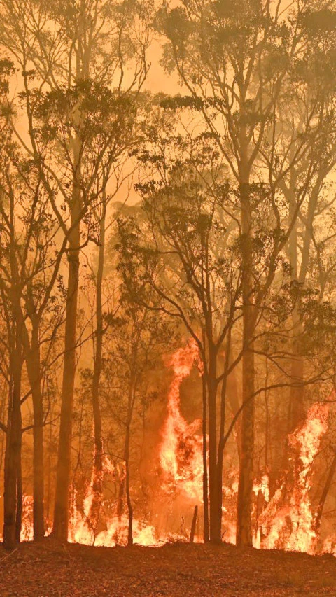 Korsel Kerahkan Helikopter untuk Atasi Kebakaran Hutan di Sancheong